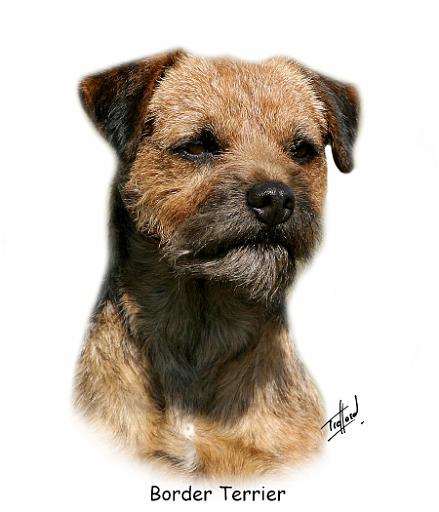 Border Terrier 9Y325D-046.jpg